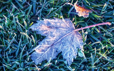 Sonbahar doğal arka planı. Düşmüş akçaağaç yaprağı, yeşil çimlerin üzerinde kırağı kaplamış..