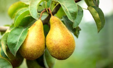 Ağaç dalında yeşil yapraklı armutlar. İki sulu olgun meyve bir armut üzerinde.