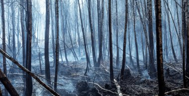 Yangından sonra orman. Yanmış ağaç gövdeleri, atmosferde. Ekolojik felaket.