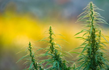 Yüksek kaliteli tıbbi esrar veya marihuana yaprağı