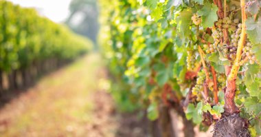 Üzüm demetleri çalılıklarda, üzüm bağlarında. Seçici odak.