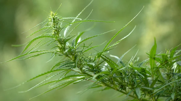 Folha Cannabis Medicinal Alta Qualidade Maconha — Fotografia de Stock