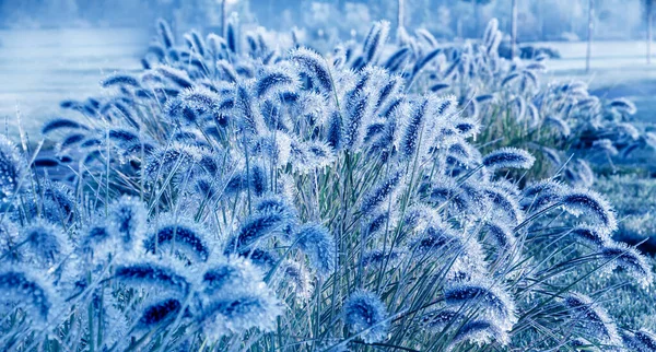 Ледяное Растение Дождь Мороз Накопление Льда Растениях Деревьях Опасные Погодные — стоковое фото