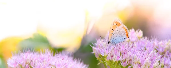 Mariposa Pylaon Sobre Una Flor Rosa Brillante Fondo Verde Claro — Foto de Stock