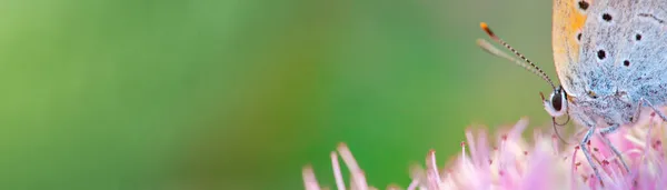 Mariposa Pylaon Sobre Una Flor Rosa Brillante Fondo Verde Claro — Foto de Stock