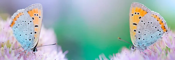 明るいピンクの花にピラオン蝶 薄緑色の背景を強調 選択的焦点マクロ — ストック写真