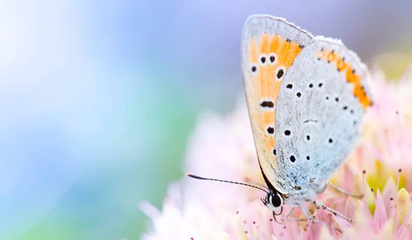 明るいピンクの花にピラオン蝶 薄緑色の背景を強調 選択的焦点マクロ — ストック写真