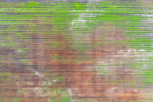 Damaged Crops Field Due Poor Breed Conditions Poor Soil Disease — Stock Photo, Image