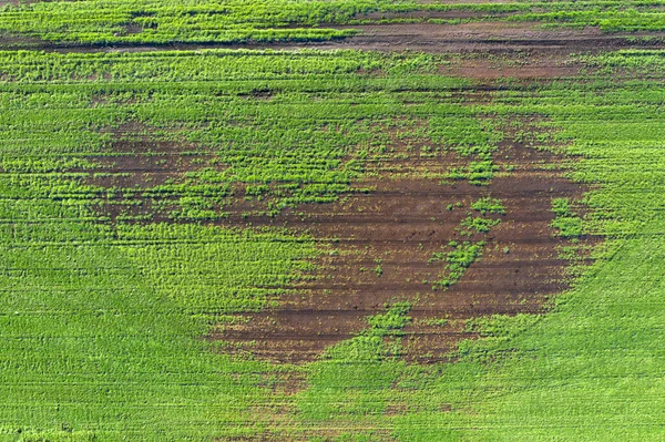 Poškozená Úroda Poli Důsledku Špatných Podmínek Plemene Špatné Půdy Nebo — Stock fotografie