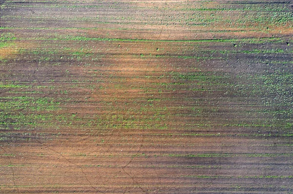 Culturas Danificadas Campo Devido Más Condições Raça Solo Pobre Doença — Fotografia de Stock