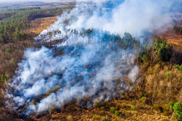 Tömeges Erdőtűz Egy Nagy Terület Lángokban Áll Kilátás Drónról Erdőtűzre — Stock Fotó