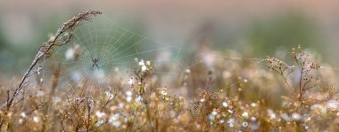 Eşek arısı örümceği, Argiope, çiğ ile kaplı ağ. Soyut doğal arkaplan. Seçici odaklanma. Tehlikeli zehirli eklembacaklı..