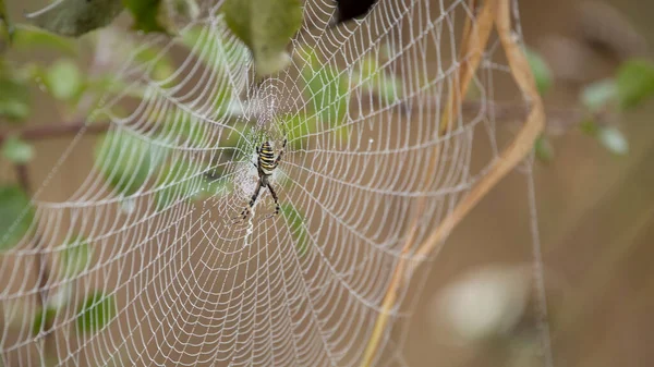 Eşek Arısı Örümceği Argiope Çiğ Ile Kaplı Soyut Doğal Arkaplan — Stok fotoğraf