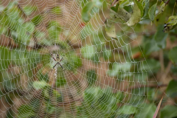 Eşek Arısı Örümceği Argiope Çiğ Ile Kaplı Soyut Doğal Arkaplan — Stok fotoğraf