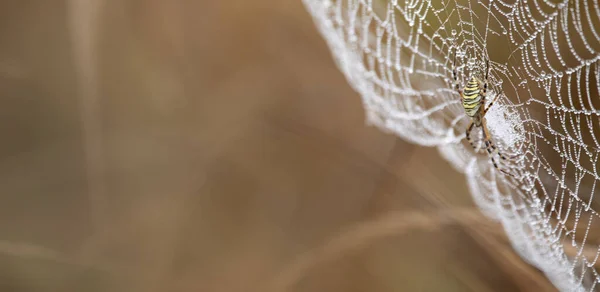 Eşek Arısı Örümceği Argiope Çiğ Ile Kaplı Soyut Doğal Arkaplan — Stok fotoğraf