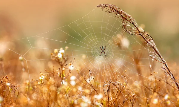 Eşek Arısı Örümceği Argiope Çiğ Ile Kaplı Soyut Doğal Arkaplan — Stok fotoğraf