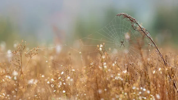 Vosí Pavouk Argiope Pavučina Pokrytá Rosou Abstraktní Přírodní Pozadí Selektivní — Stock fotografie