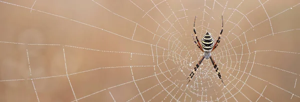 Örümcek Ağında Argiope Bruennichi Sarı Siyah Örümceği Yaban Arısı Örümceği — Stok fotoğraf