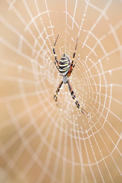 Argiope Bruennichi Žlutočerný Pavouk Své Pavučině Také Známý Jako Vosí — Stock fotografie