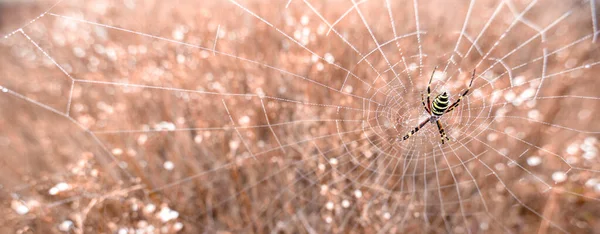 Örümcek Ağında Argiope Bruennichi Sarı Siyah Örümceği Yaban Arısı Örümceği — Stok fotoğraf