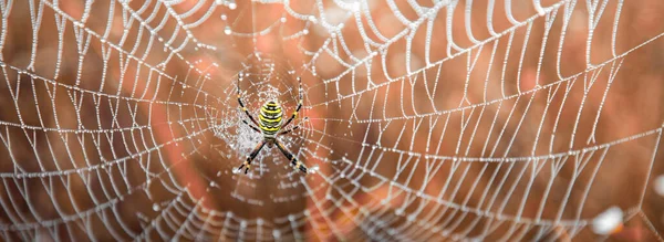 Örümcek Ağında Argiope Bruennichi Sarı Siyah Örümceği Yaban Arısı Örümceği — Stok fotoğraf