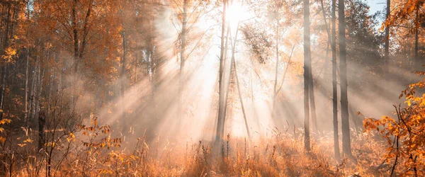 Чудесный Осенний Пейзаж Солнечные Лучи Ярко Окрашенном Осеннем Лесу Естественный — стоковое фото