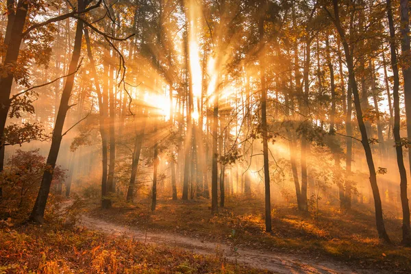 Herrliche Herbstlandschaft Die Strahlen Der Sonne Einem Farbenfrohen Verschwommenen Herbstwald — Stockfoto