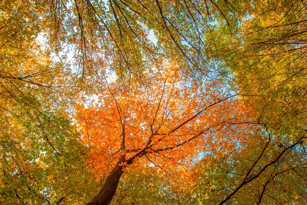 Őszi Erdő Alsó Nézet Sárga Levelek Fákon — Stock Fotó