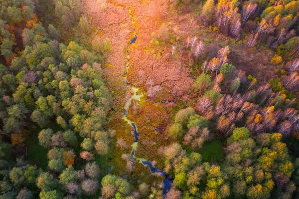 Foresta Autunnale Con Alberi Colorati Luminosi Vista Dall Alto Sfondo — Foto Stock