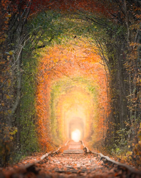 Autumn landscape. Tunnel of tree branches. Railway through the woods. Tunnel of love in the city of Klevan, Ukraine.