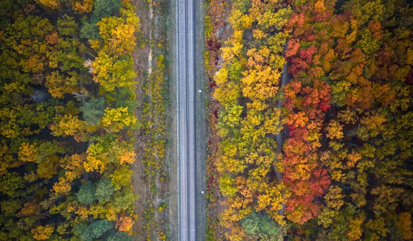 铁路穿过森林 五彩缤纷的秋天落叶针叶林 — 图库照片