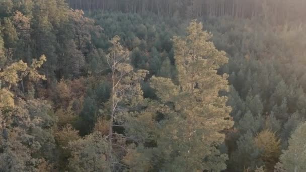秋の落葉樹林トップビュー、自然背景や質感. — ストック動画