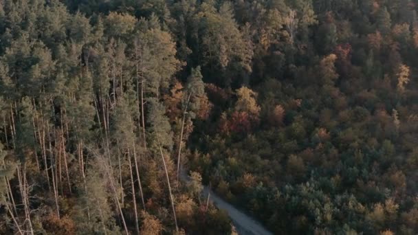 秋の落葉樹林トップビュー、自然背景や質感. — ストック動画