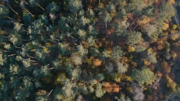 Autumn deciduous forest top view, natural background or texture. — Stock Video