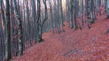 Dağın yamacındaki mistik sonbahar kayın ormanı