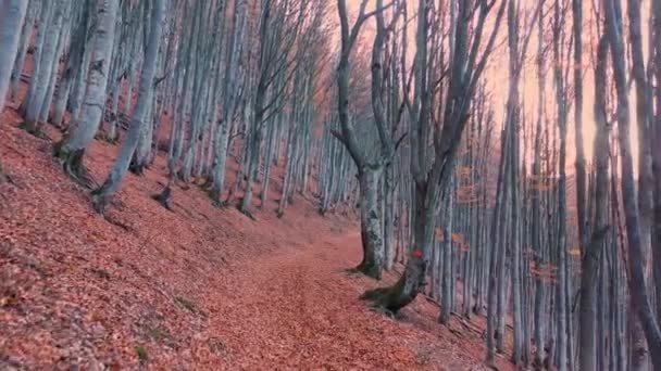Mystieke herfst beukenbos op een berghelling — Stockvideo