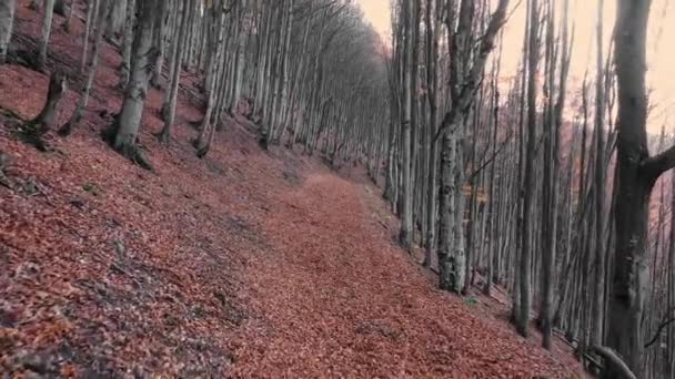 Bosque místico de haya de otoño en una ladera de montaña — Vídeos de Stock