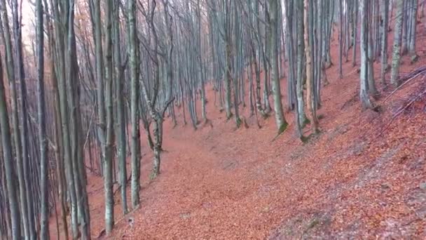 Bosque místico de haya de otoño en una ladera de montaña — Vídeos de Stock