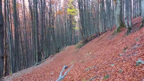 Mystical autumn beech forest on a mountain slope — Stock Video