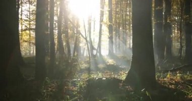 Sonbahar şafakta yaprak döken ormanı bulanıklaştırdı. Mistik atmosfer.
