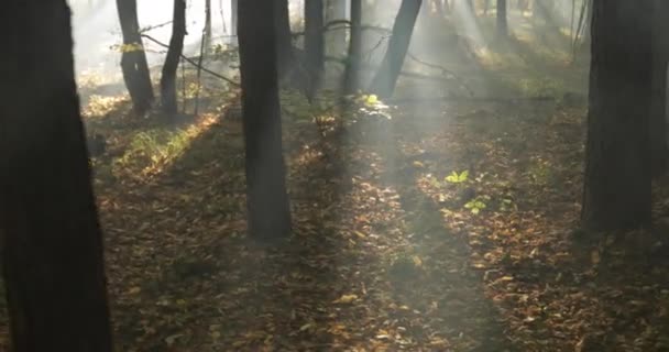 Autumn blurred deciduous forest at dawn. Mystical atmosphere. — Stock Video