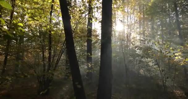 L'autunno offuscò la foresta decidua all'alba. Atmosfera mistica. — Video Stock