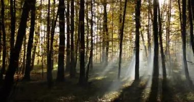 Sonbahar şafakta yaprak döken ormanı bulanıklaştırdı. Mistik atmosfer.
