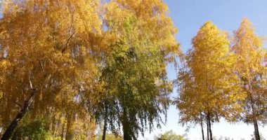Sonbahar manzarası, huş ağaçlarında sonbahar..