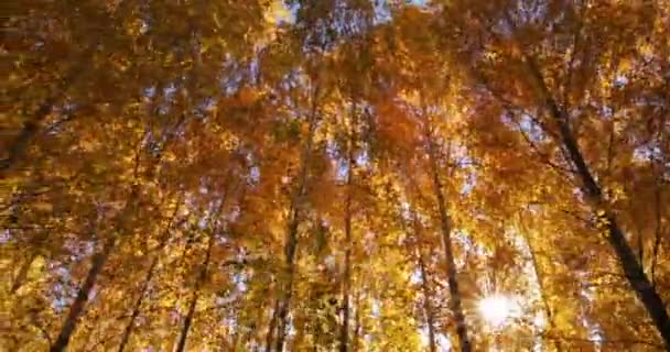 Herfstlandschap, herfst in berkenbossen. — Stockvideo