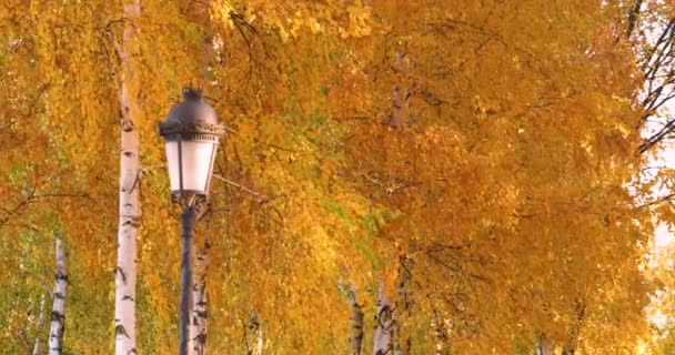 Sonbahar manzarası, huş ağaçlarında sonbahar.. — Stok video