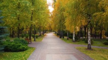Sonbahar parkı, sokak, asfalt yolun yanındaki sarı huş ağaçları..