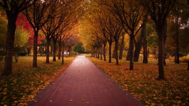 Maravilloso paisaje de otoño. Callejón con árboles amarillos en el parque. — Vídeo de stock