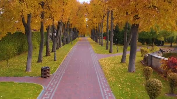 Herbstpark, Allee, gelbe Birken am gepflasterten Weg. — Stockvideo