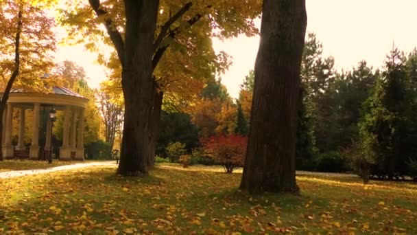 Sonbahar parkı, sokak, asfalt yolun yanındaki sarı huş ağaçları.. — Stok video